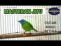 Download Lagu CUCAK KINOI BETINA SUARA KUMPLIT, UNTUK MASTERAN @faxxybird