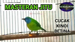 cucak kinoi betina suara kumplit untuk masteran faxxybird