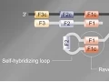 Loop Mediated Isothermal Amplification LAMP Tutorial