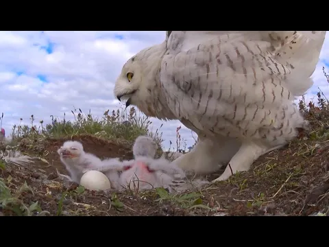 Snowy owls: first stage of perfection