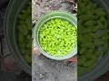 Download Lagu | Dry Grapes | Raisins | How to Make Raisins  | Kishmish |