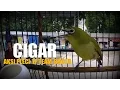Download Lagu GOPRO HERO 5 Nikmati Kopi Liong Sambil Lihat Pleci Cigar ZF Team Buka Paruh