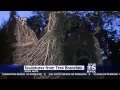 Roberta is at the whimsical tree sculptures at the Palo Alto Art Center