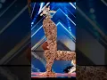 Download Lagu Man performer transformed into a giraffe on AGT (America's Got Talent) #americagottalent #magic
