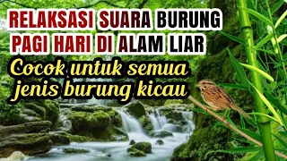 relaksasi suara burung pagi hari di alam