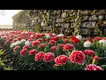 Download Lagu 🌿 Melodies that heal the soul 🎶 | Sergey Grischuk and beautiful music for the world