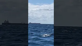 1,000 foot ships look small until you are way too close