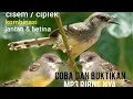 Download Lagu SUARA PIKAT BURUNG CISEM CIPLEK KRISTAL RIBUT