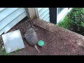 How to Deal with Problem Armadillos