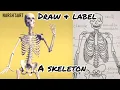 How to draw and label the human skeleton