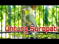 Download Lagu UNTUNG SUROPATI THE BEST LEGEND KECIAL KUNING LOMBOK