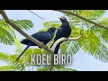 Download Lagu Asian Koel Super Sound - Asian Koel Sound Effect