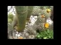 Download Lagu Marie s Garden S 16M and Cactus House VB1K F 05