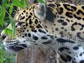 Download Lagu Dierentuin Artis Amsterdam (89): rondje langs de dierenverblijven
