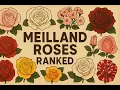 Lagu Top Meilland Roses Ranked 🌹 | Most Fragrant, Beautiful \u0026 Iconic Varieties