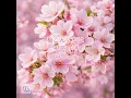 桜こんにちは 벚꽃 안녕 (Japanese Ver.)
