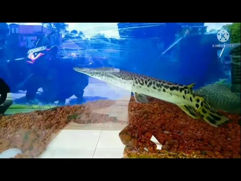 Download MP3 Ikan Aligator Gar, ikan mirip buaya | short video #BuhariAbs