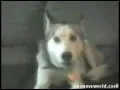 Run Around (Talking Dog Remix)