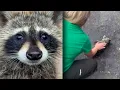 Download Lagu Kentucky Nurse Gives CPR To Raccoon Drunk Off Moonshine