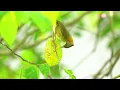 🎼 Healing Piano with Birds for Focus | Enhance Mental Clarity and Quick Recovery 🌼🌿✨