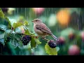 Download Lagu 🎼 Piano Penyembuhan dengan Burung untuk Fokus -Meningkatkan Kejernihan Mental dan Pemulihan Cepat