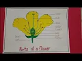 How to draw parts of a flower How to draw structure of a flower Labeled diagram of a flower