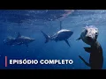Download Lagu A Vida das Tartarugas Marinhas e Lobos-Marinhos-do-Cabo| África: Maravilhas do Mundo Marinho 101+102