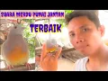 Download Lagu SUARA ASLI BURUNG PUNAI JANTAN PEMIKAT