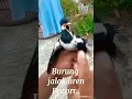 Download Lagu jalak uren gacor #shorts #burung #kicaumania