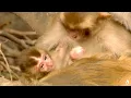 Download Lagu Animals Like Us - Animal Adoption