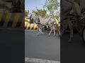 Download Lagu lakdi ki Kathi kathi pe ghoda #lakdikikathi #kathipeghoda #kathi #ytshort #viral #trending #cow #yt
