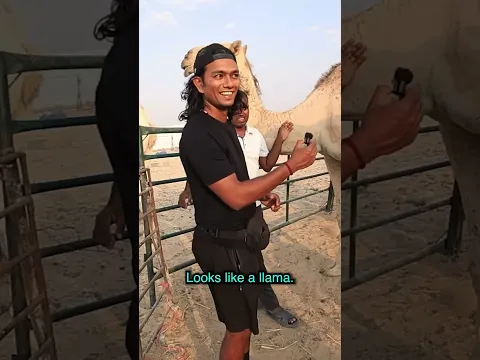 Camel Herder Life in the World’s Hottest City