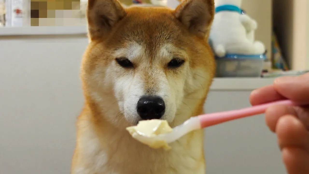 老後の樂しみは柴犬と⚪️⚪️
