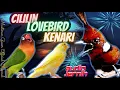 Download Lagu CILILIN LOVEBIRD KENARI -  Masteran Tembakan Panjang Dan Jernih