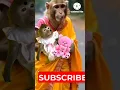 Download Lagu Naa Kodukaa #Kubera#Dhanush#Nagarjuna#Rashmika#Shorts#Viral#Treanding#Monkeys