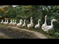 Download Lagu ANGSA MAKAN.  HEWAN PINTAR TAPI KASIHAN; KURANG TERAWAT DAN BUTUH PERHATIAN 😥
