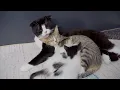 Download Lagu I’ve Never Seen a Dad Cat Care for His Wife and Love His Kittens Like This