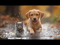 Download Lagu Soft Paws, Soft Tunes: Beautiful Music to Relax Dog Cats🐱 Soothing Music for Dog Cats🎶