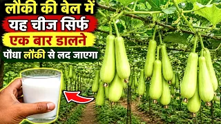लौकी की बेल में यह चीज सिर्फ एक बार डालने पौधा लौकी से लद जाएगा/best fertilizer for bottle gourd