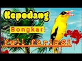 Download Lagu Masteran burung kepodang bongkar suara fariasi!!Jamin bakal gacor