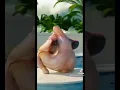 Download Lagu manok na nagsasayaw