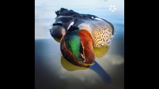 من أجمل أصوات الطيور المهاجرة دندنها