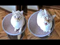 My cat wants something Lynx point Siamese cat meowing for attention and play
