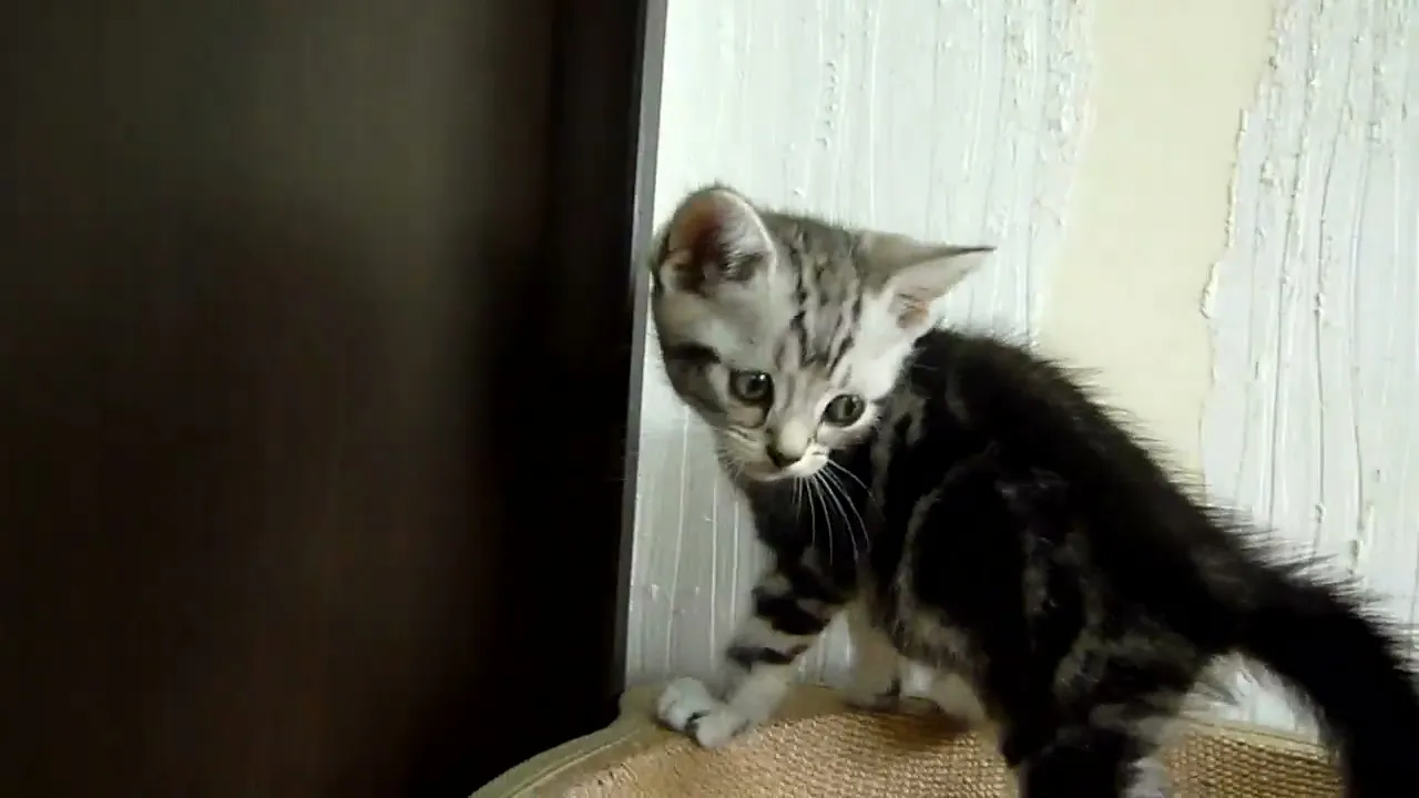 動画