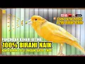Download Lagu 🔴 KENARI BETINA MEMANCING JANTAN | PANCINGAN AMPUH KENARI PAUD AGAR BUNYI GACOR DURASI PANJANG