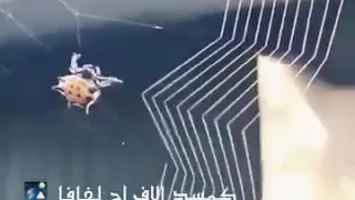 محمد النصري  محمد النصري