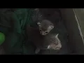 suara anak kucing haus