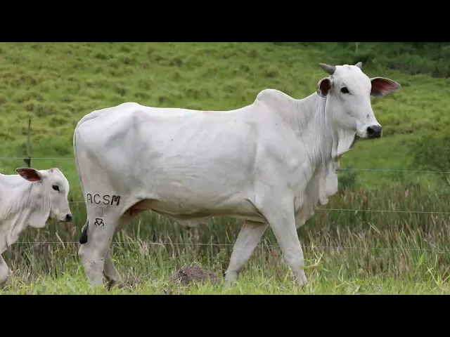 Matriz Nelore ACSM - 191