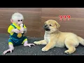 Download Lagu OMG!! Wat doet baby-aapje Xuka met het bot van puppy Kun?