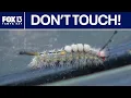 Don t touch Why tussock moth caterpillars are taking over Florida